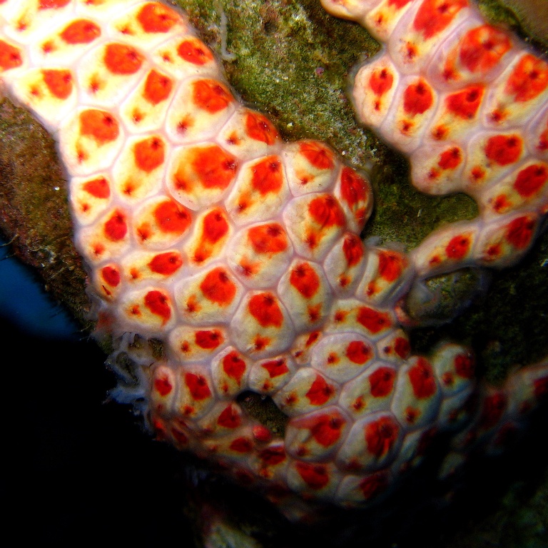 Колония асцидий. Колония асцидий.