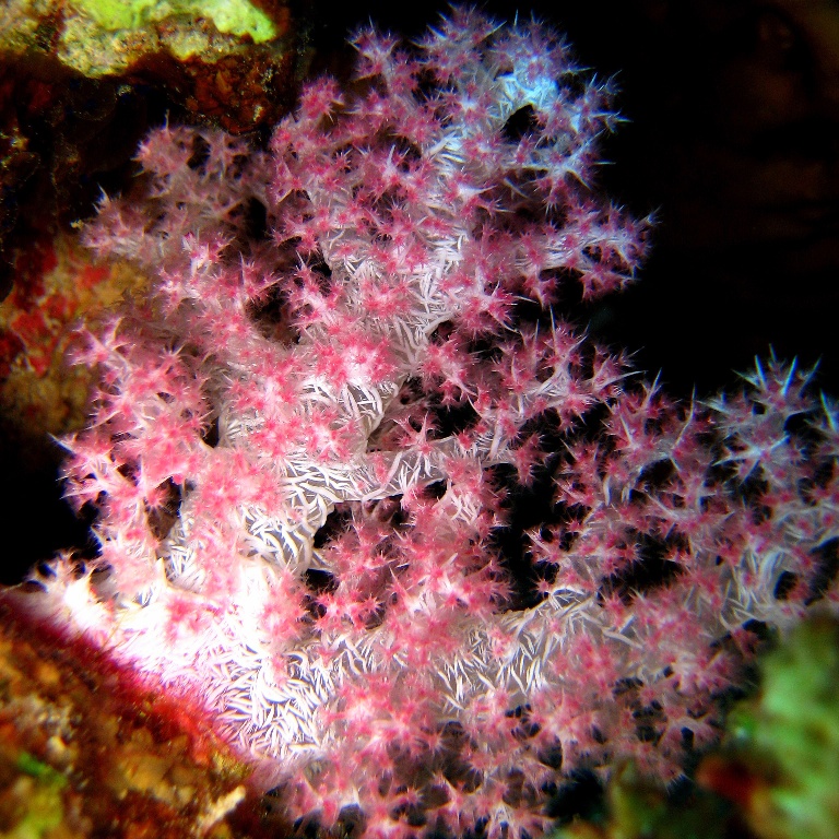 Альционария. Альционария.