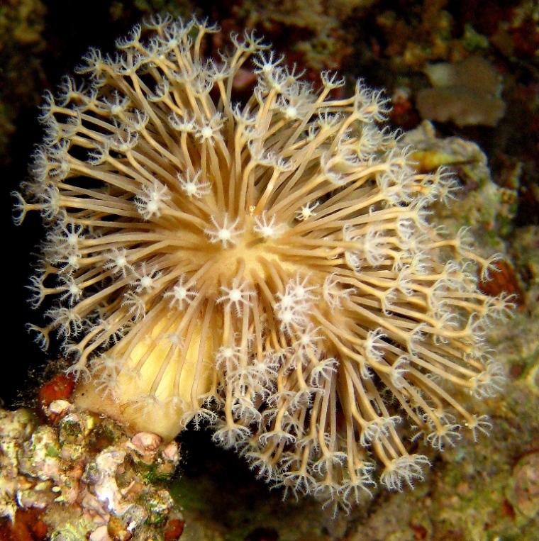 Кожистый коралл. Кожистый коралл.