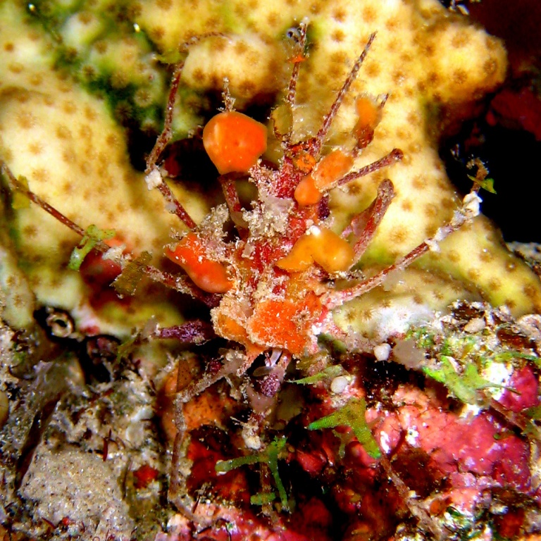 Шипастый краб.