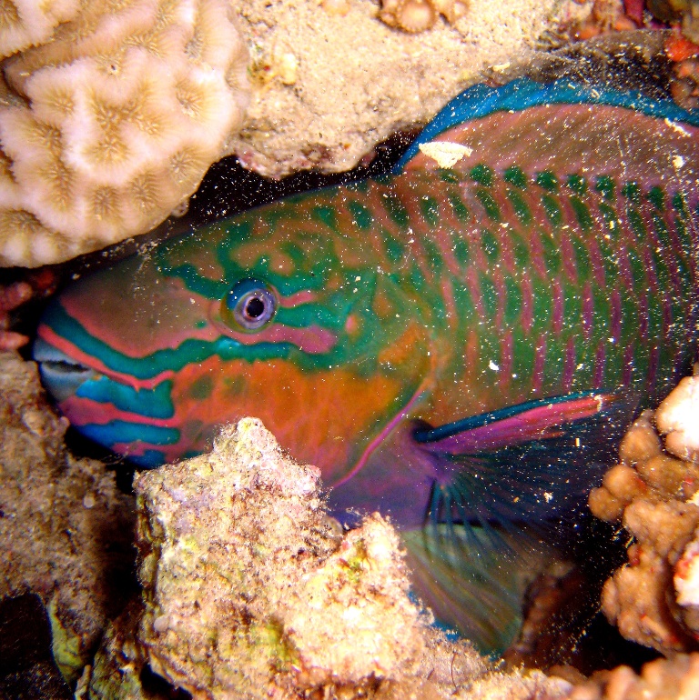 Спящая Рыба-попугай. Спящая Рыба-попугай.