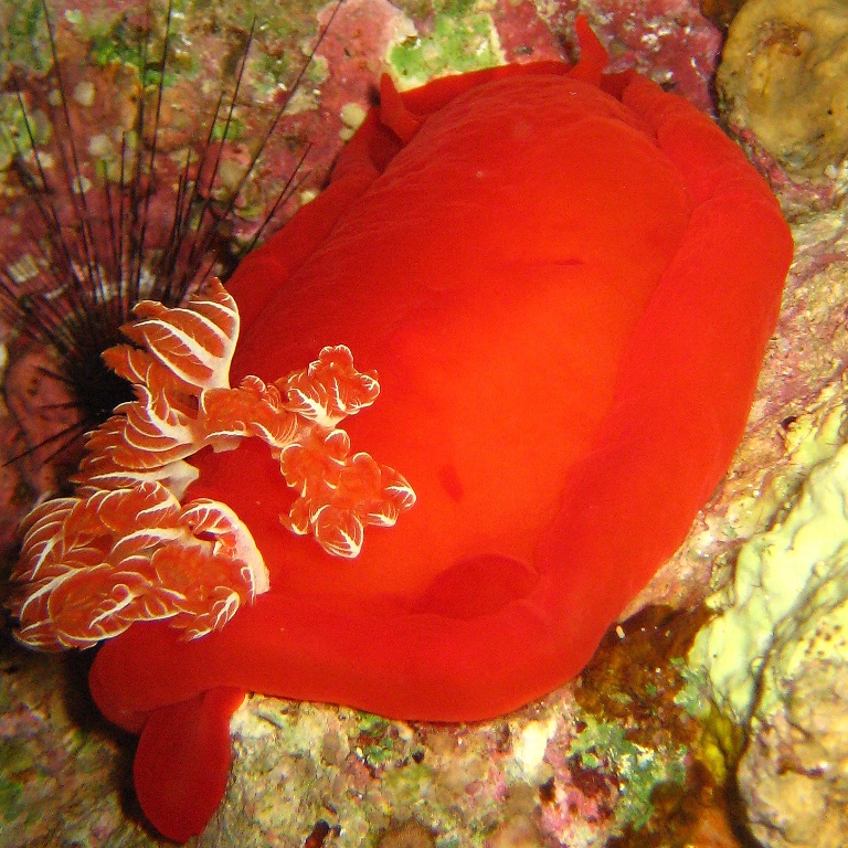 Испанский танцор. Испанский танцор.