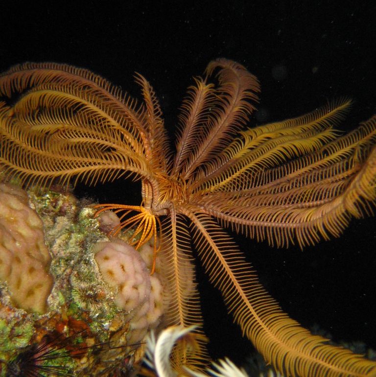 Морская лилия. Морская лилия.