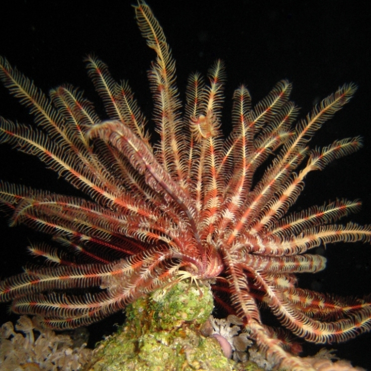 Морская лилия. Морская лилия.