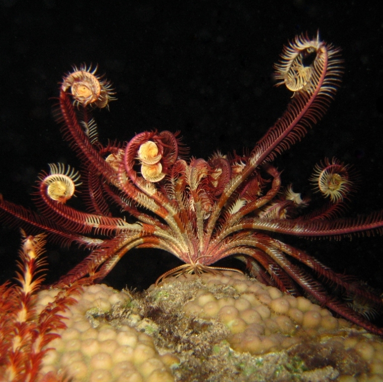 Морская лилия. Морская лилия.