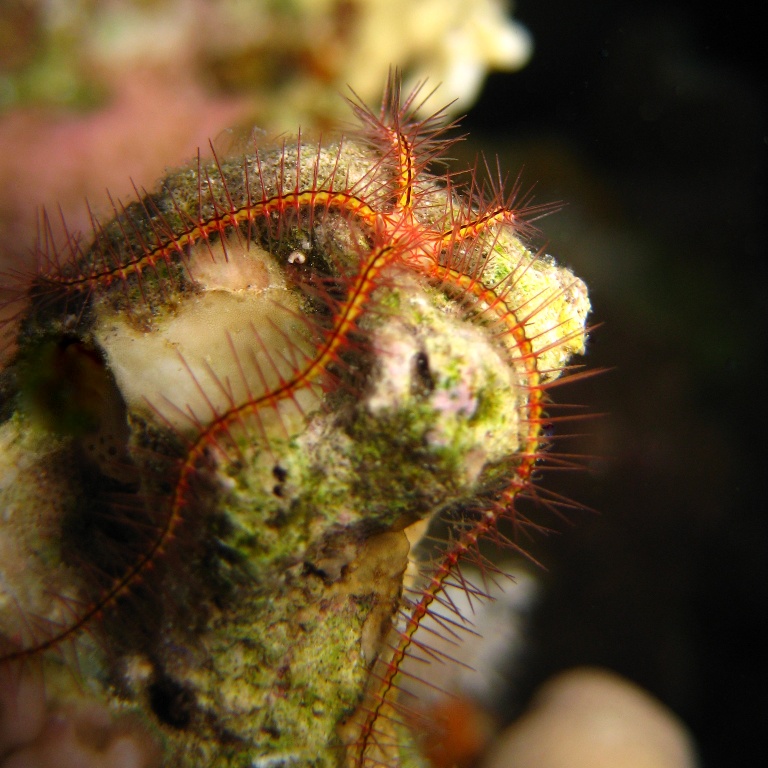 Офиура Офиотрикс Савиньи (Ophiothrix savignyi). Офиура Офиотрикс Савиньи (Ophiothrix savignyi).