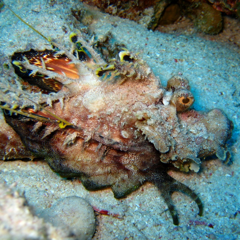 Нитепёрый морской дракон.