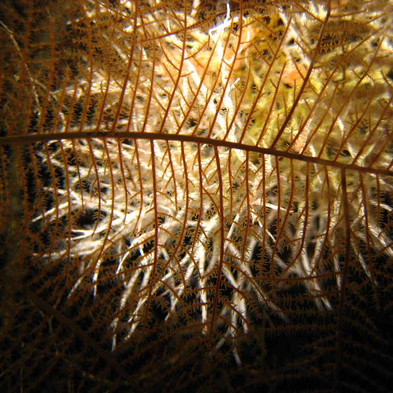 Морские трубчатые черви. Морские трубчатые черви.