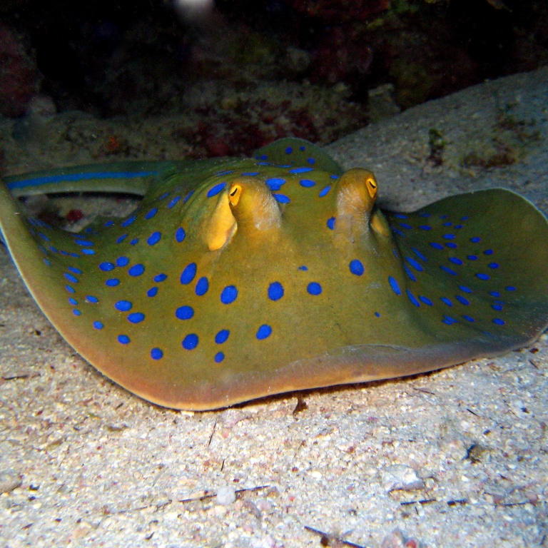 Сине-пятнистый скат-хвостокол