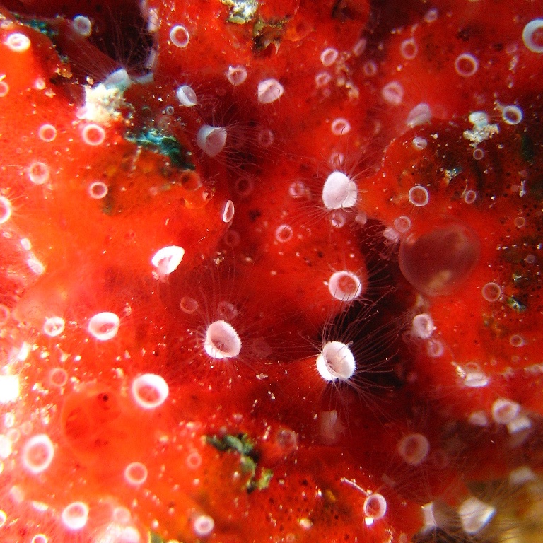 Фабрика медуз. Фабрика медуз.