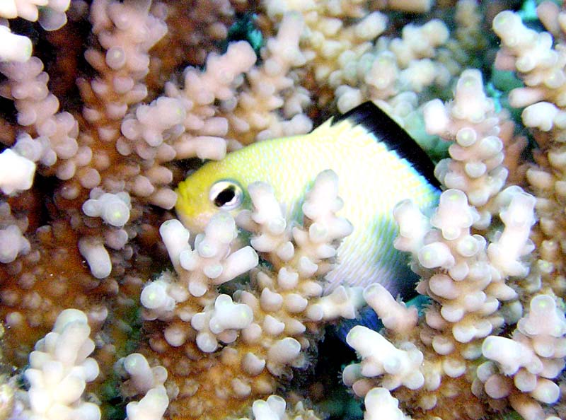 Кто не спрятался, я не виноват! Кто не спрятался, я не виноват!