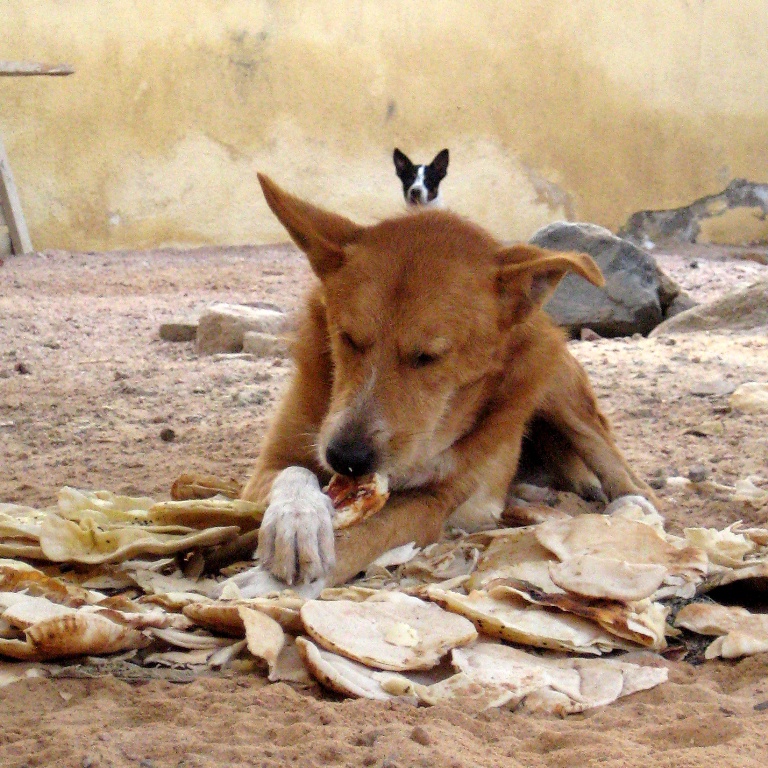 Дахабский пёс. Дахабский пёс.