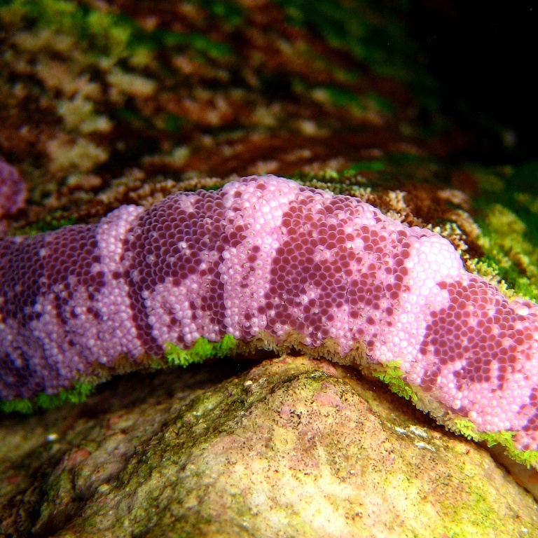 Липкая актиния. Липкая актиния.