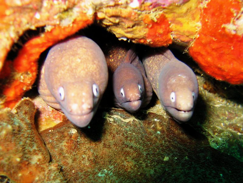 муреши муреши