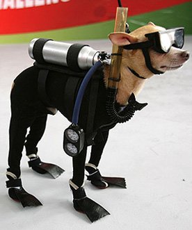 Шариков П.П. Шариков П.П.