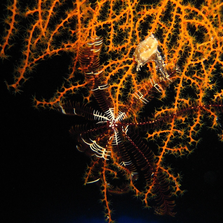 Дахаб, дайвсайт Caves. Десятилучевая морская лилия на кусте мягкого коралла.