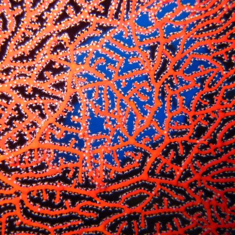 Горгонариевый мягкий коралл.