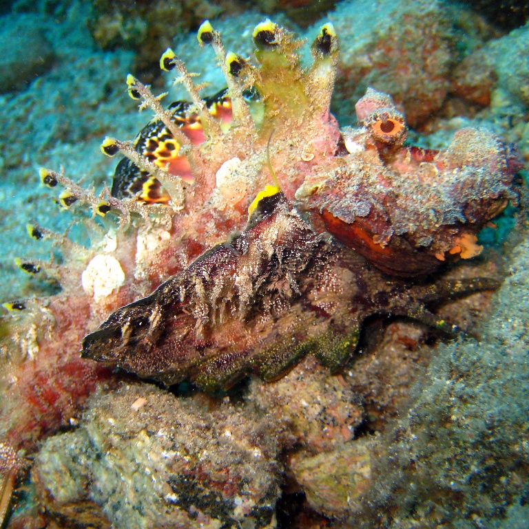 Нитепёрый морской дракон. Нитепёрый морской дракон.