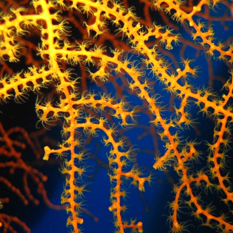 Горгонариевый мягкий коралл. Горгонариевый мягкий коралл.