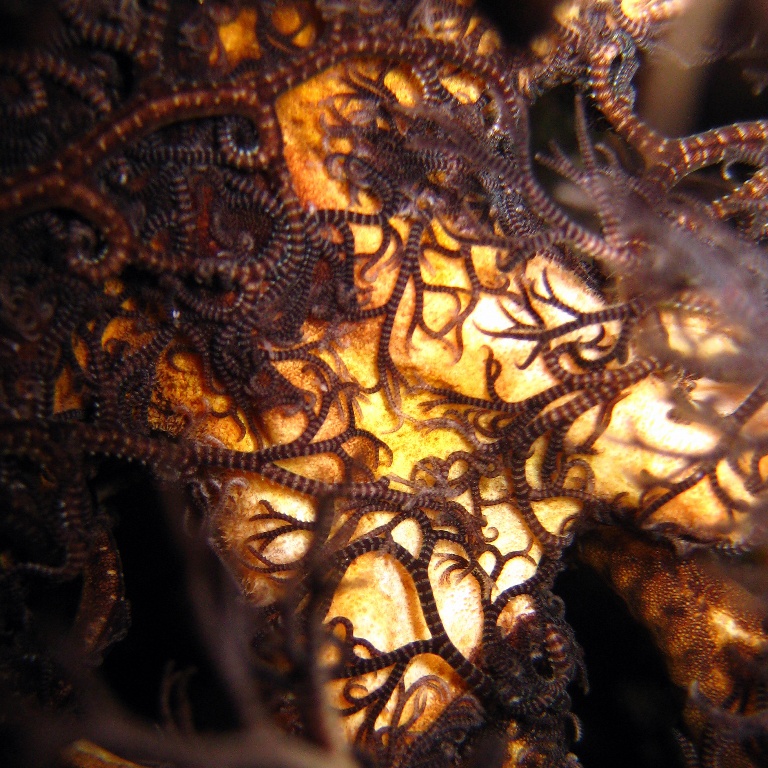 Офиура Горгоноцефал.