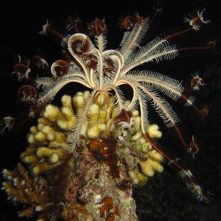 Морская лилия. Морская лилия.