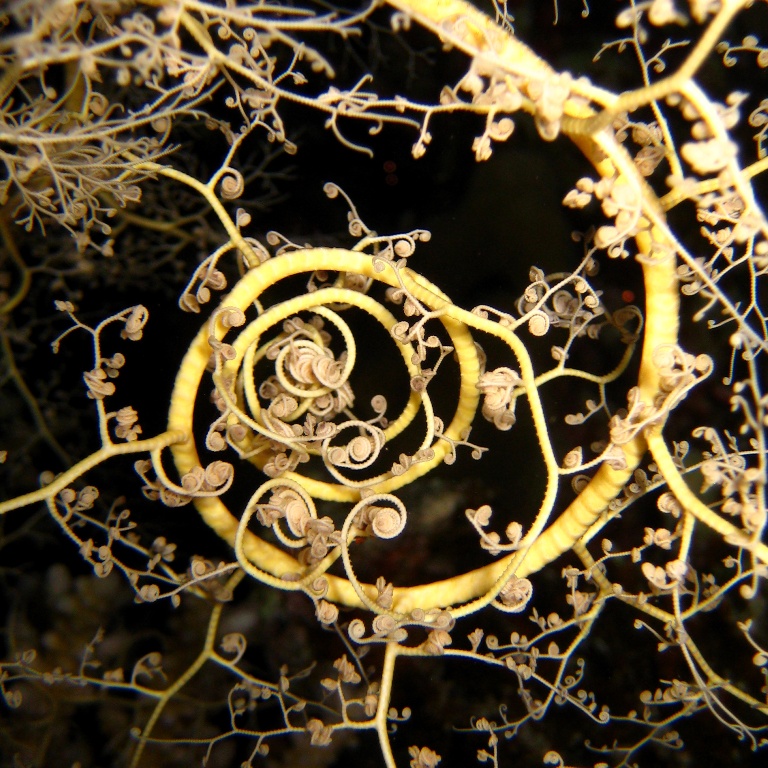 Офиура Горгоноцефал.