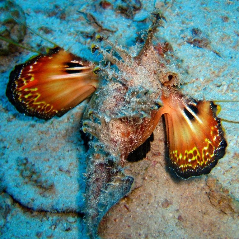 Нитепёрый морской дракон. Нитепёрый морской дракон.