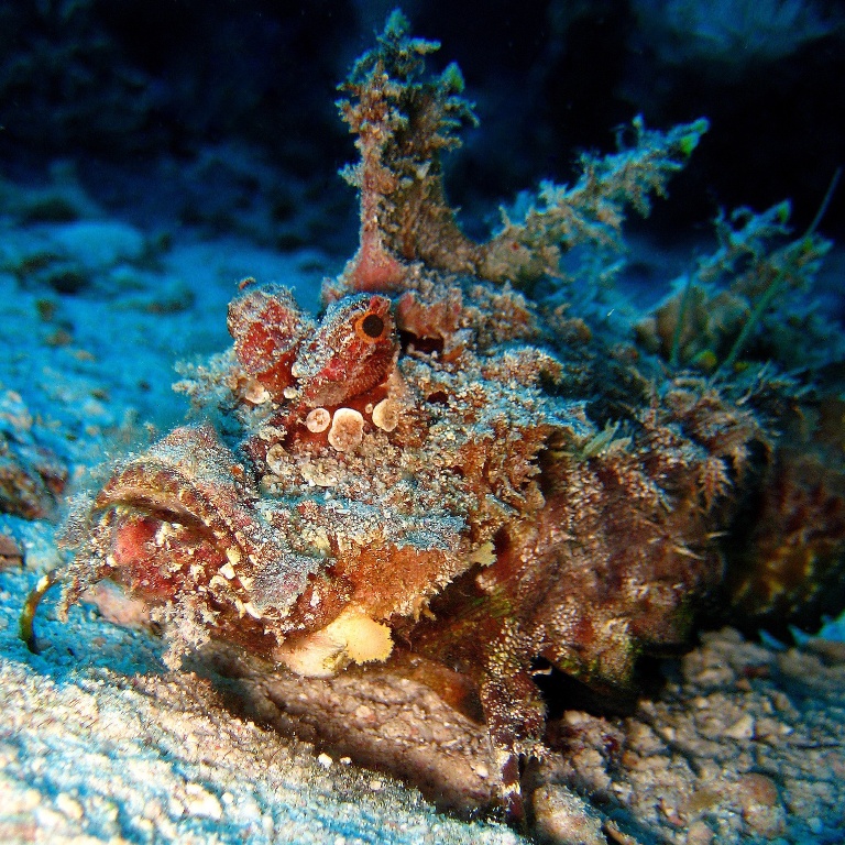 Нитепёрый морской дракон.