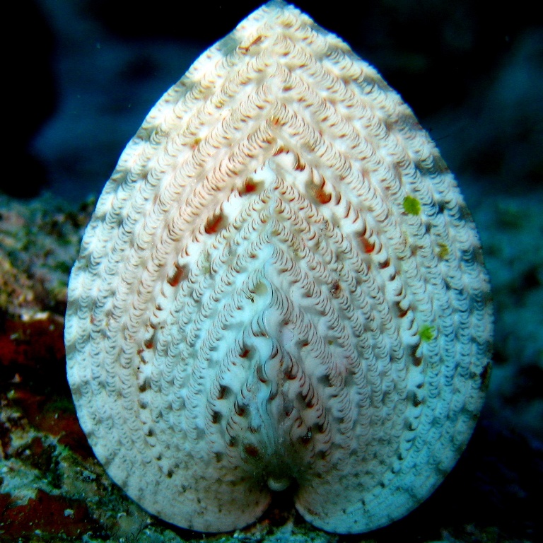 Двустворка Кардиум. Двустворка Кардиум.