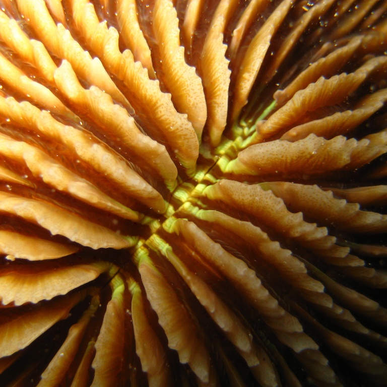 Грибовидный коралл.