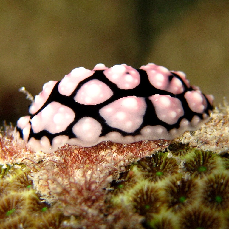 Голожаберник.