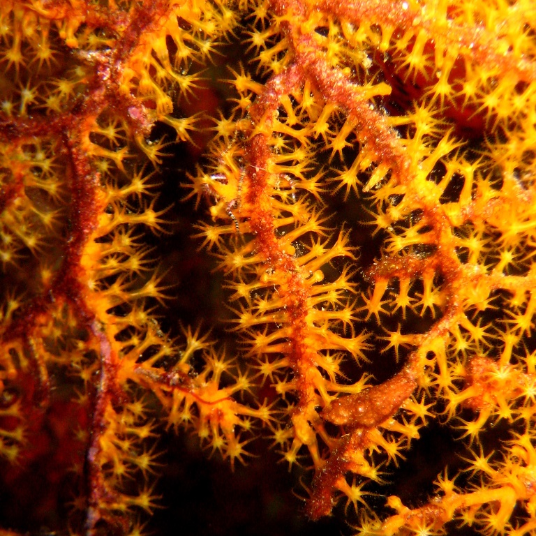 Горгонариевый мягкий коралл. Горгонариевый мягкий коралл.