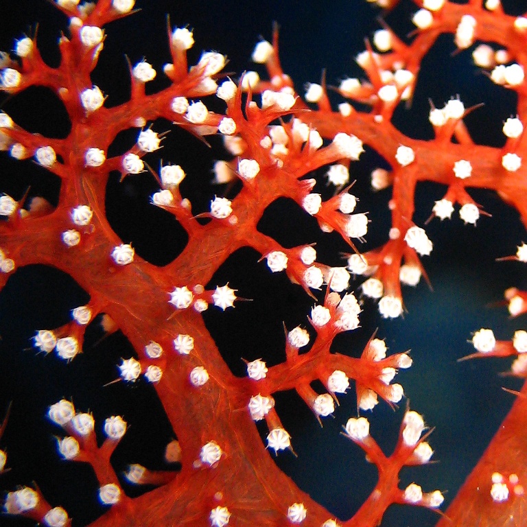 Альционария, древовидный мягкий коралл. Альционария, древовидный мягкий коралл.