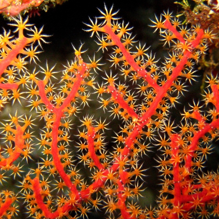 Горгонариевый мягкий коралл. Горгонариевый мягкий коралл.