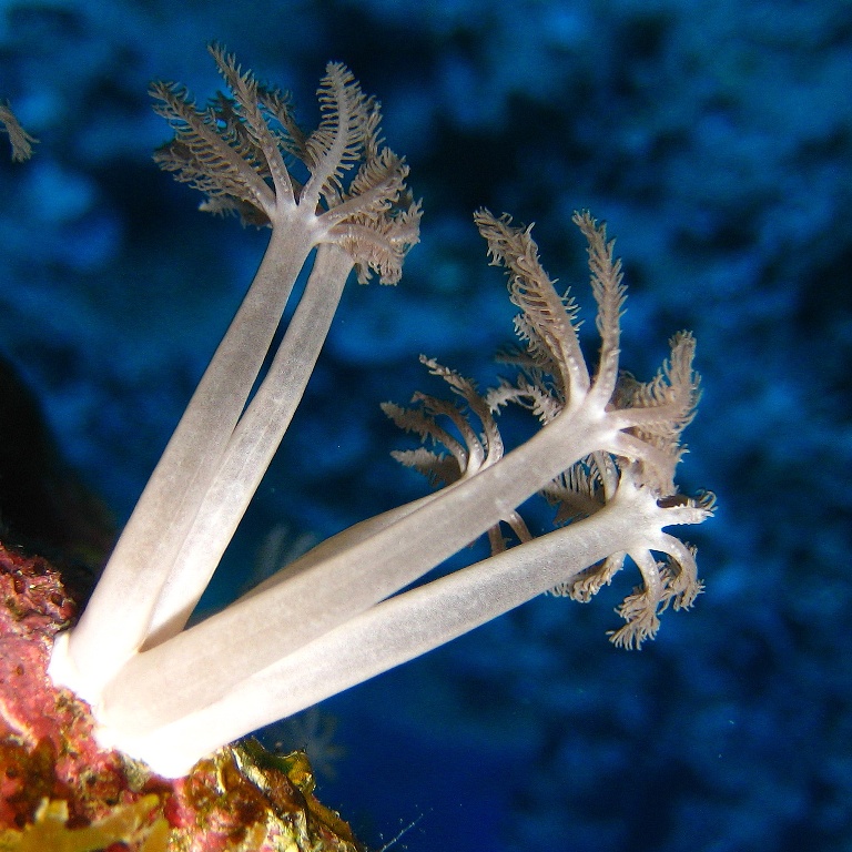 Мягкий коралл Ксения. Мягкий коралл Ксения.