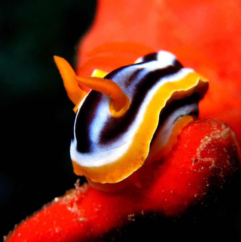 Хромодорис четырёхцветный.