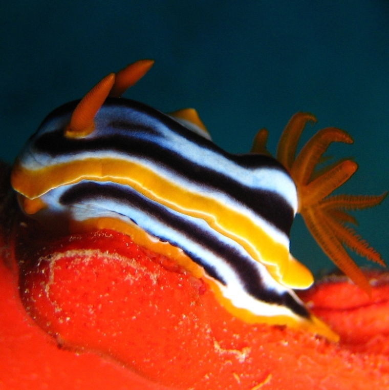 Хромодорис четырёхцветный. Хромодорис четырёхцветный.