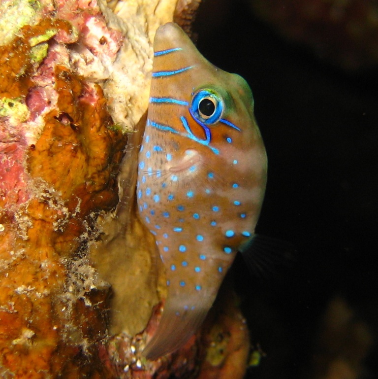 Карликовый иглобрюх. Карликовый иглобрюх.