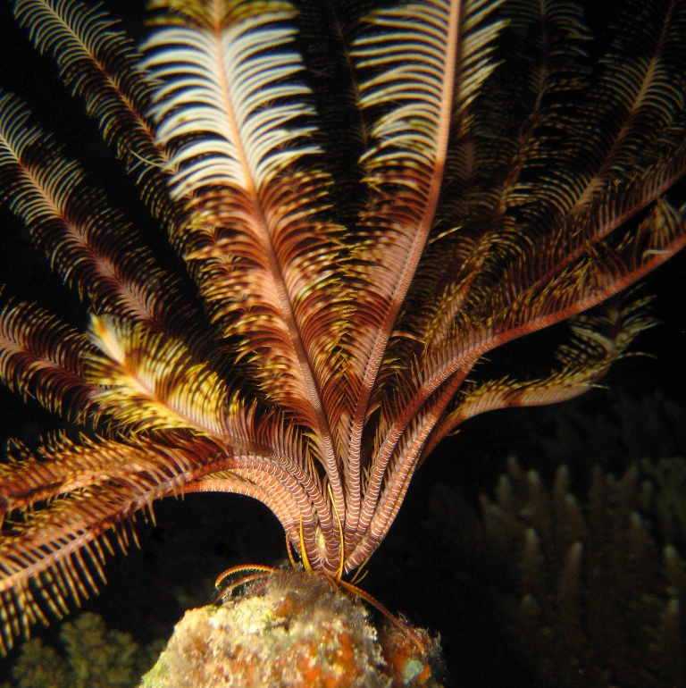 Морская лилия. Морская лилия.