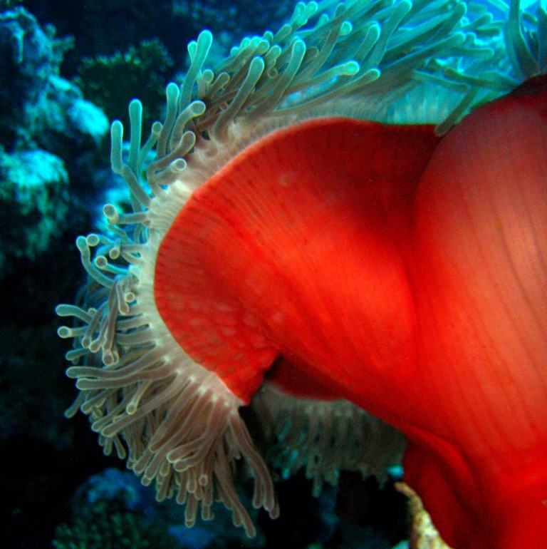 Великолепная ковровая актиния. Великолепная ковровая актиния.