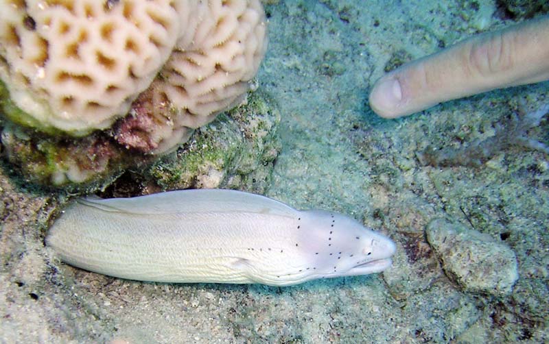 "Ну, правда же, страшная!!! Не верите????" "Ну, правда же, страшная!!! Не верите????"