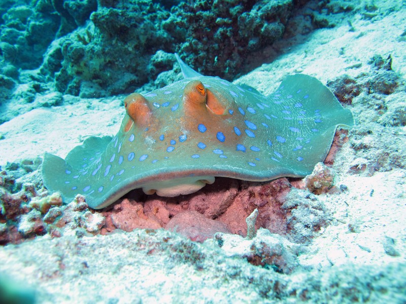 Хургада 01_11 Хургада 01_11