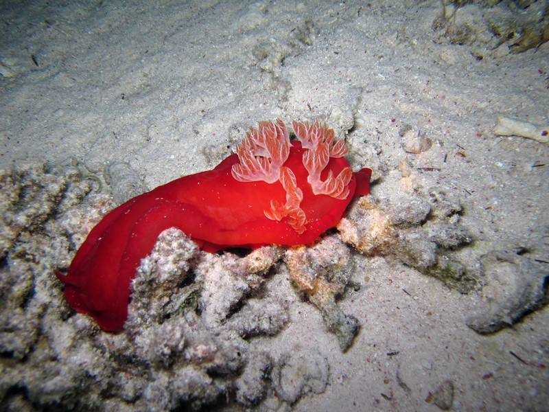 Хургада 01_11 Хургада 01_11