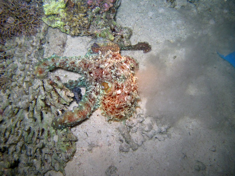 Хургада 01_11 Хургада 01_11