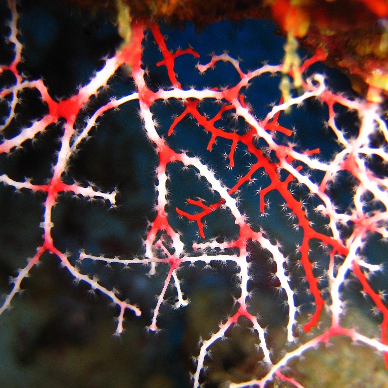 Нежная акабария. Нежная акабария.