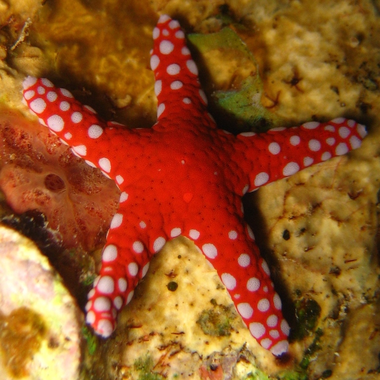 Морская звезда.