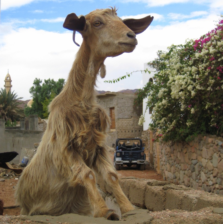 Дахаб, Ассала. Дахаб, Ассала.