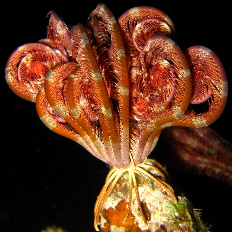 Морская лилия. Морская лилия.