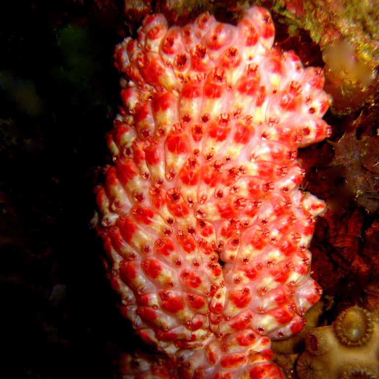 Колония асцидий. Колония асцидий.