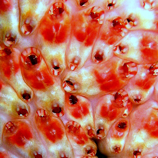 Колония асцидий.